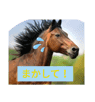使えるお馬さん（個別スタンプ：11）