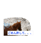 使えるお馬さん（個別スタンプ：14）