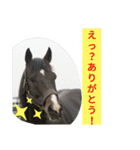 使えるお馬さん（個別スタンプ：15）