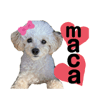 愛犬プードル マカちゃんスタンプ（個別スタンプ：1）