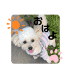 愛犬プードル マカちゃんスタンプ（個別スタンプ：2）