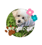 愛犬プードル マカちゃんスタンプ（個別スタンプ：3）