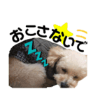愛犬プードル マカちゃんスタンプ（個別スタンプ：4）