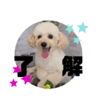 愛犬プードル マカちゃんスタンプ（個別スタンプ：5）