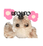愛犬プードル マカちゃんスタンプ（個別スタンプ：6）