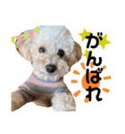愛犬プードル マカちゃんスタンプ（個別スタンプ：7）