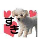 愛犬プードル マカちゃんスタンプ（個別スタンプ：8）