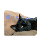 ポコチンズ①（個別スタンプ：5）