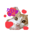茶トラ らんらん（個別スタンプ：1）