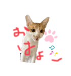 茶トラ らんらん（個別スタンプ：2）