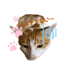 茶トラ らんらん（個別スタンプ：3）