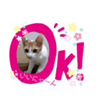 茶トラ らんらん（個別スタンプ：8）