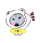 柴犬の〇〇くん（個別スタンプ：1）