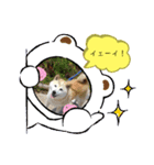 柴犬の〇〇くん（個別スタンプ：2）