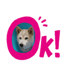 柴犬の〇〇くん（個別スタンプ：3）
