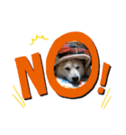 柴犬の〇〇くん（個別スタンプ：4）