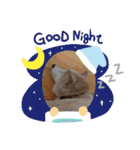 柴犬の〇〇くん（個別スタンプ：5）