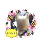柴犬の〇〇くん（個別スタンプ：7）