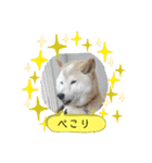 柴犬の〇〇くん（個別スタンプ：8）