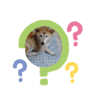 柴犬の〇〇くん（個別スタンプ：9）