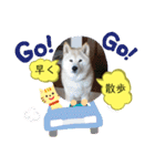 柴犬の〇〇くん（個別スタンプ：10）