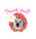 柴犬の〇〇くん（個別スタンプ：11）