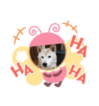柴犬の〇〇くん（個別スタンプ：13）