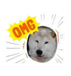 柴犬の〇〇くん（個別スタンプ：14）