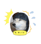 柴犬の〇〇くん（個別スタンプ：15）