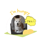 柴犬の〇〇くん（個別スタンプ：16）