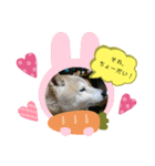 柴犬の〇〇くん（個別スタンプ：17）