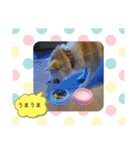 柴犬の〇〇くん（個別スタンプ：18）