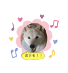 柴犬の〇〇くん（個別スタンプ：19）