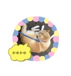 柴犬の〇〇くん（個別スタンプ：20）
