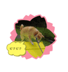 柴犬の〇〇くん（個別スタンプ：21）
