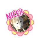 柴犬の〇〇くん（個別スタンプ：22）