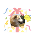 柴犬の〇〇くん（個別スタンプ：24）