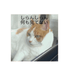 karashiくん（個別スタンプ：6）