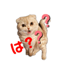 スコのプアちゃん（個別スタンプ：1）