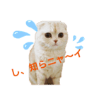 スコのプアちゃん（個別スタンプ：2）