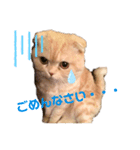 スコのプアちゃん（個別スタンプ：3）
