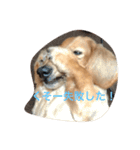 マロンの日常ぉぉぉ！！！（個別スタンプ：2）