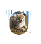 ポメラニアン チュービー（個別スタンプ：5）