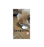ポメラニアン チュービー（個別スタンプ：9）