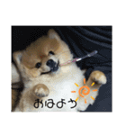 ポメラニアン チュービー（個別スタンプ：10）