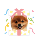 ポメラニアン チュービー（個別スタンプ：16）