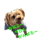 可愛い仔犬愛（個別スタンプ：1）