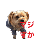 可愛い仔犬愛（個別スタンプ：2）