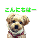 可愛い仔犬愛（個別スタンプ：3）