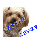 可愛い仔犬愛（個別スタンプ：4）